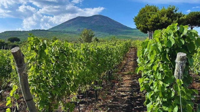 Naples: Vesuvius Ungrafted Vineyard Tour & Tastings