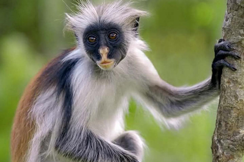 Zanzibar: Jozani Forest och Salaam Cave TourZanzibar: Jozani-skogen och Salaam-grottan