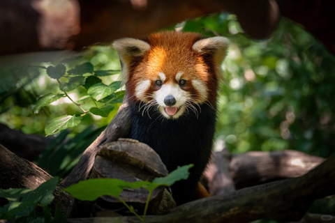 Nanjing: Hongshan Forest Zoo and Giant Panda Sanctuary