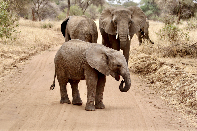 From Arusha: Full-Day Safari with a Park of Your Choice Lake Manyara National Park