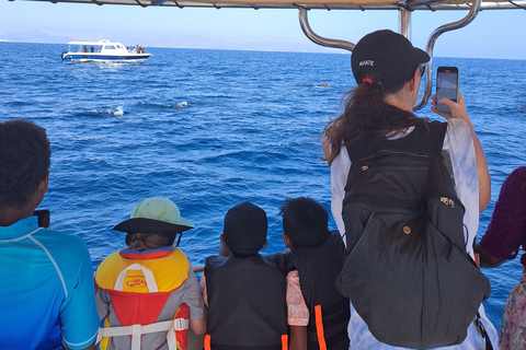 Muscat: Dolphin Watching Dolphin Watching