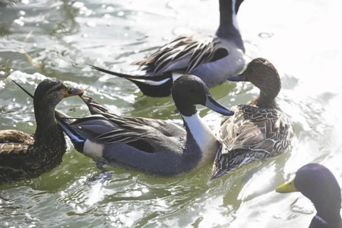 Vancouver family day trip to Migratory Bird Sanctuary