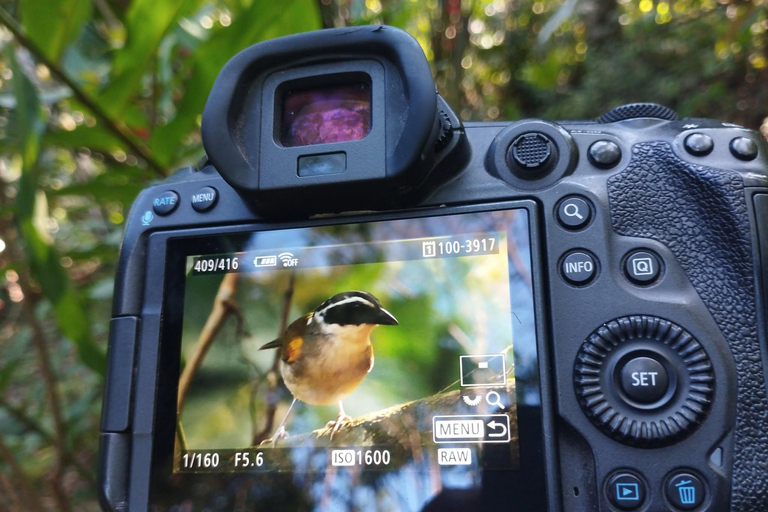 From Cusco: 4-Day Manu Cloud Forest Birdwatching Tour