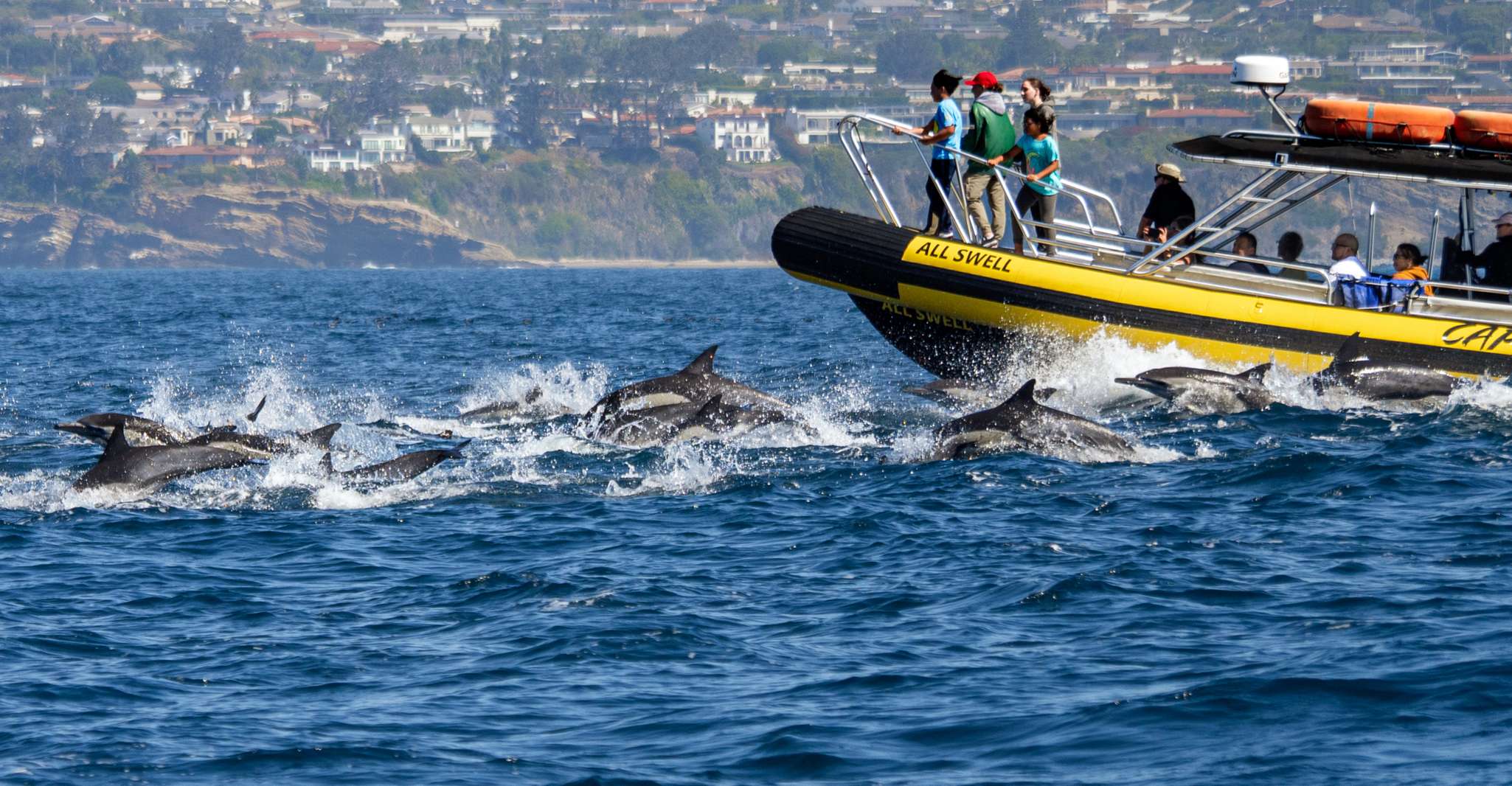 Dana Point Fast & Fun Zodiac-Style Dolphin & Whale Watching - Housity