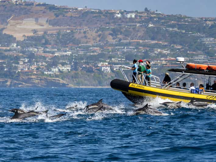 5 Different Types of Dolphins in Dana Point