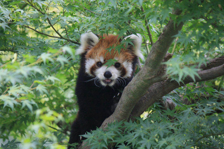 Private Chiba Day Tour: Red Panda Punch, Temple & Bay Tower