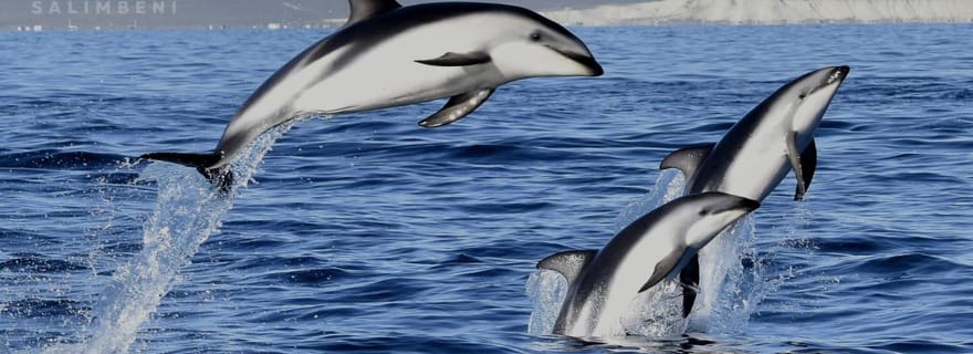 Puerto Madryn : Safari nautique dans le Golfo Nuevo