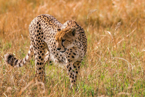 National park,Giraffe Center and Baby Elephant in Nairobi