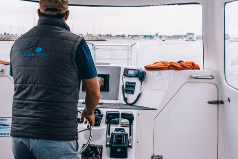 Walvis Bay: Marine Cruise with Beach Lunch
