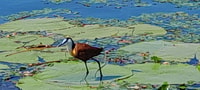 okavango delta mokoro day trip - Housity