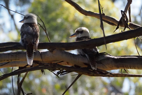 Safari nella fauna selvatica di Sydney