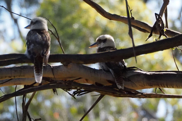 Safari de vida selvagem em Sydney