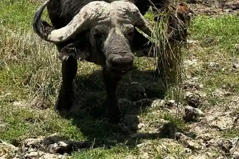 Kenia: Safari de 6 días a Amboseli, Lago Nakuru y Maasai Mara
