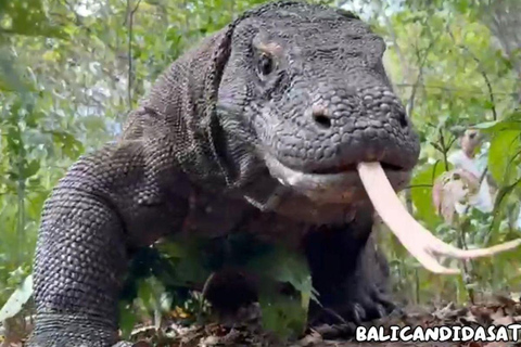 Bali: Komodo Island One Day Trip with Flights and Snorkeling
