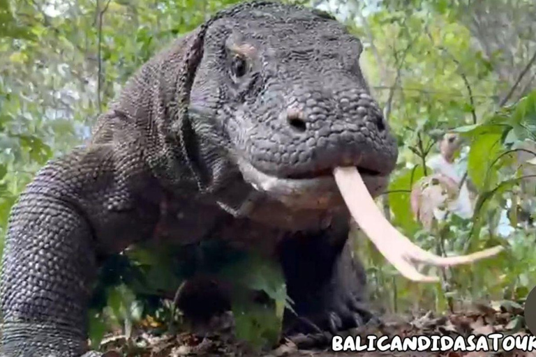 Bali: Komodo Island One Day Trip with Flights and Snorkeling