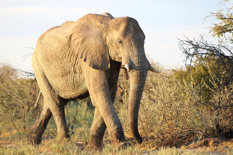 Windhoek: 3-Day Guided Safari in Etosha with Lodge
