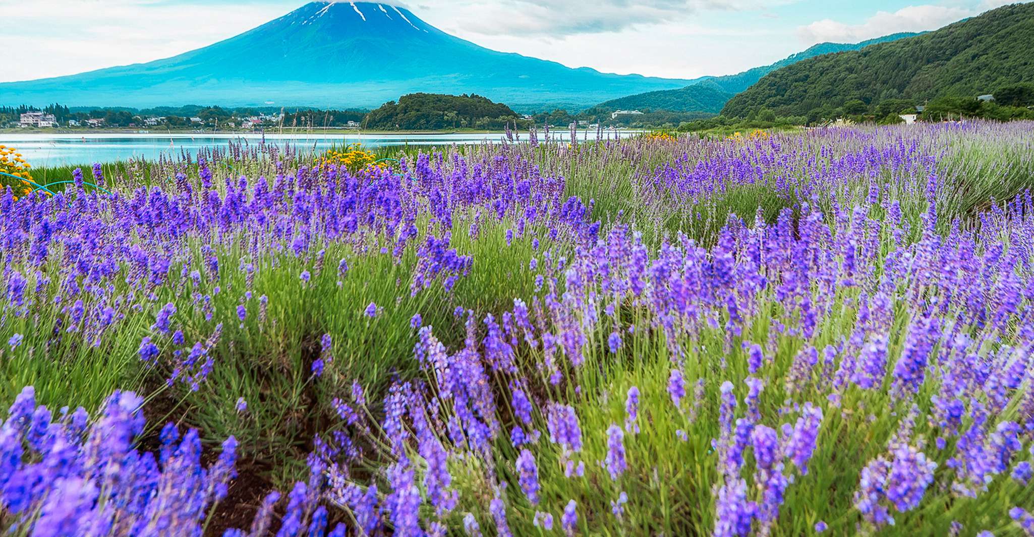 From Tokyo, Mt. Fuji Full-Day Sightseeing Trip - Housity