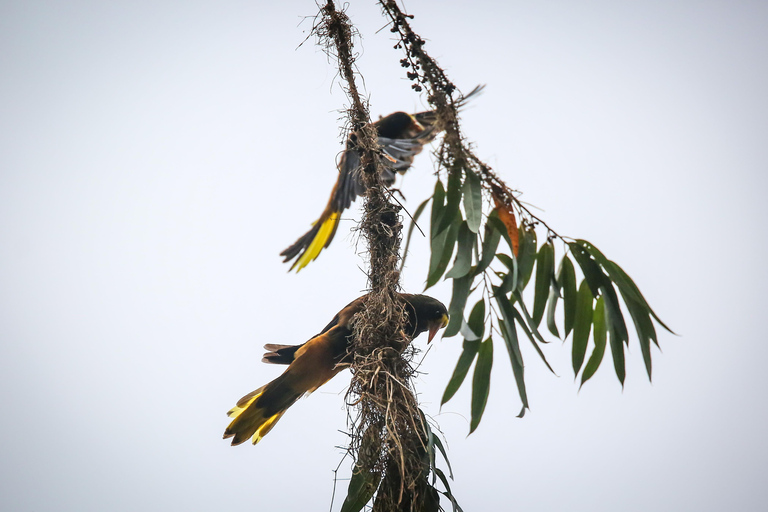 Birding Medellin z ekspertem obserwującym ptaki (prywatnie)