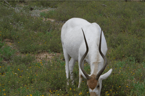 Agadir: Souss-Massa National Park & Crocopark Tour