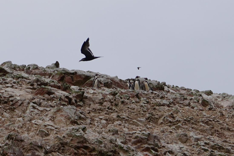 Depuis Lima : Paracas, les îles Ballestas et l&#039;oasis de Huacachina...