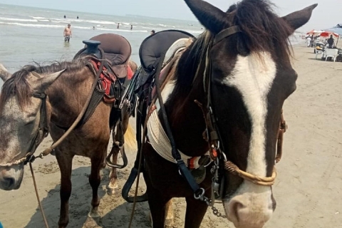 Cartagena: Ride a horse & sail through the mangrove