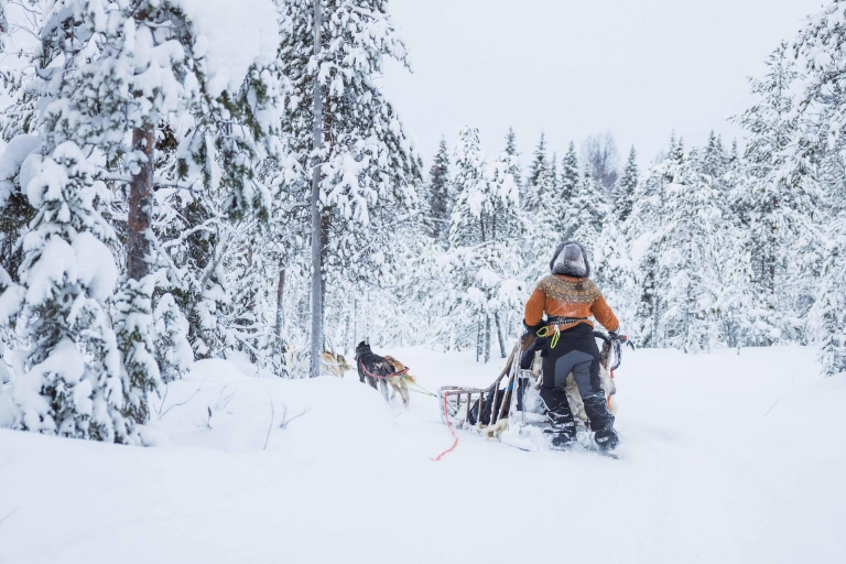 Rovaniemi : Aventure en traîneau et câlinerie avec des huskys