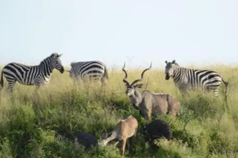 From Addis Ababa: 4-Day Nech Sar N P & Lake Chamo Safari