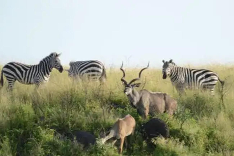 From Addis Ababa: 4-Day Nech Sar N P & Lake Chamo Safari