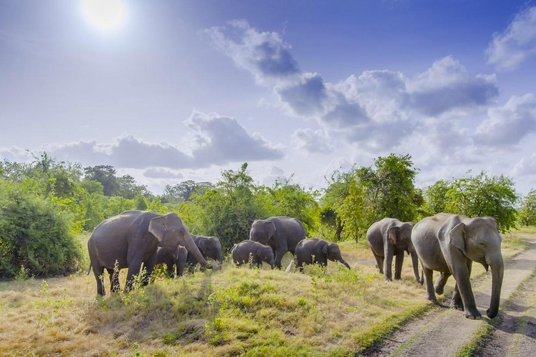 Safari all-inclusive alla fortezza di Sigiriya e alla fauna selvatica