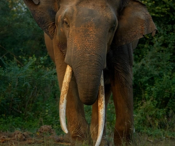 Kaudulla Nationaal Park: Olifantensafari jeep tour
