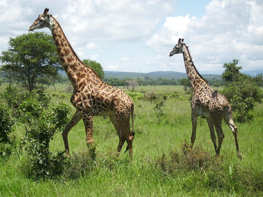 2-DAYS Best Safari in Mikumi National Park - Housity