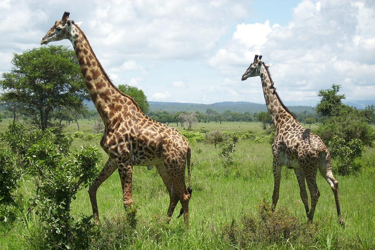 EXCURSIÓN DE 1 DÍA DE AVENTURA AL PARQUE MIKUMI DESDE ZANZÍBAR EN AVIÓN