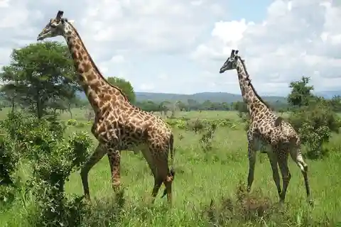 Viagem de 1 dia de Dar-es-Salaam ao Parque Mikumi em comboio de luxo