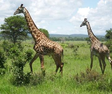 Day trip from Dar-es-Salaam to Mikumi Park by luxury train