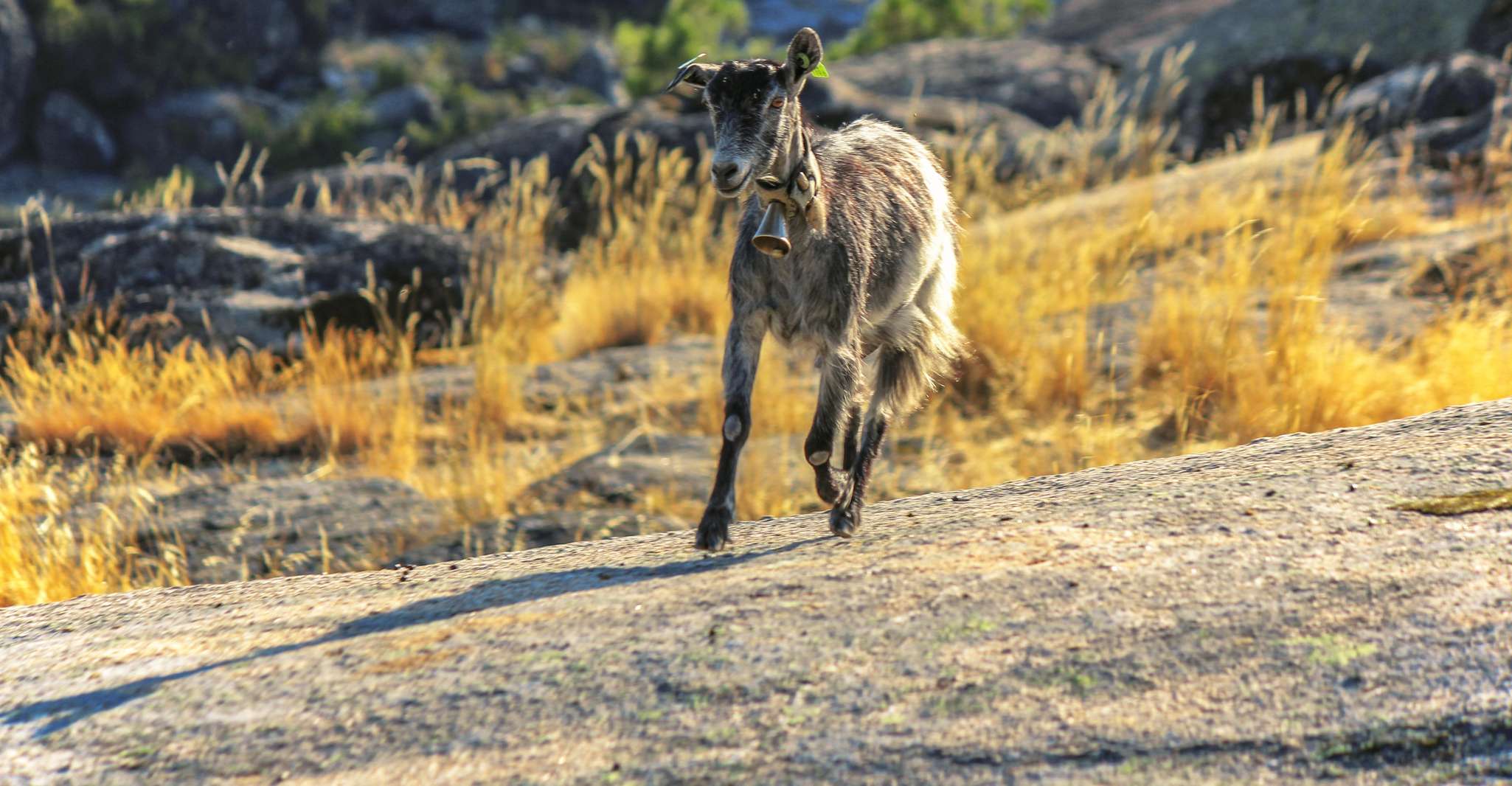 Visita guiada privada a la Serra da Estrela con alojamiento - Hizvo