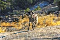 Visita guiada privada a la Serra da Estrela con alojamiento - Hizvo