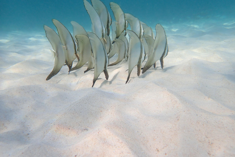 Koh Tao: Excursión de snorkel a la isla de Nang Yuan y bahías ocultas