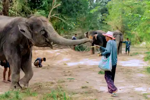 Phuket: Elephant Sanctuary Feed and Bathe Gentle Giants