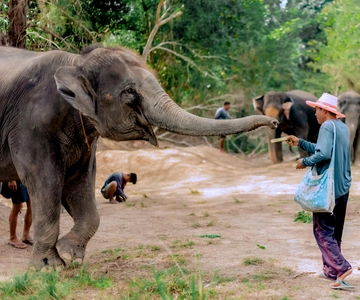 Phuket: Elephant Sanctuary - Füttern und Baden der sanften Giganten