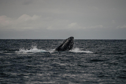 Panama City: Experience the best whale watching in Las Perlas Panama City: Experience the Best Whale Watching in Las Perlas