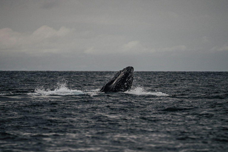 Panama City: Experience the best whale watching in Las Perlas Panama City: Experience the Best Whale Watching in Las Perlas