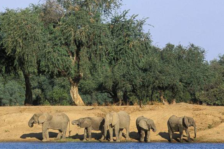 Victoria Falls: Zambezi River Canoe Safari with Lunch