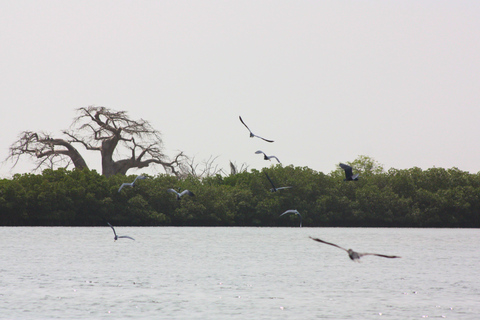 Saloum Delta: 3 days of adventure in the middle of nature, camping on a desert island Saloum Delta: Camping and Adventure