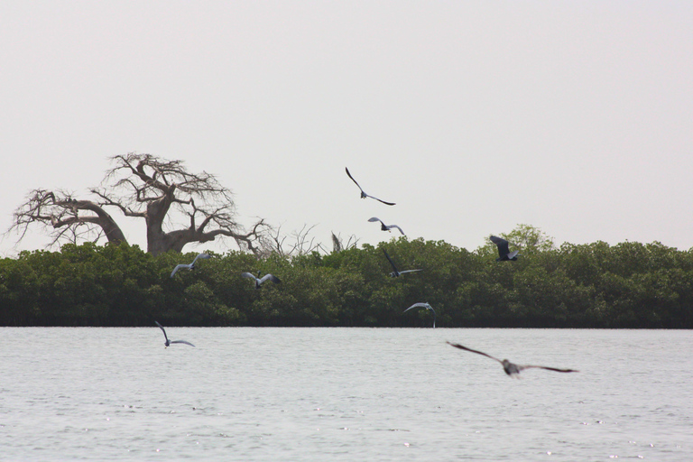Saloum Delta: 3 days of adventure in the middle of nature, camping on a desert island Saloum Delta: Camping and Adventure