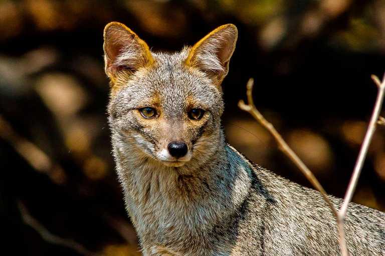 Iquitos: 6-Day Amazon Jungle Tour with Meals and Lodging