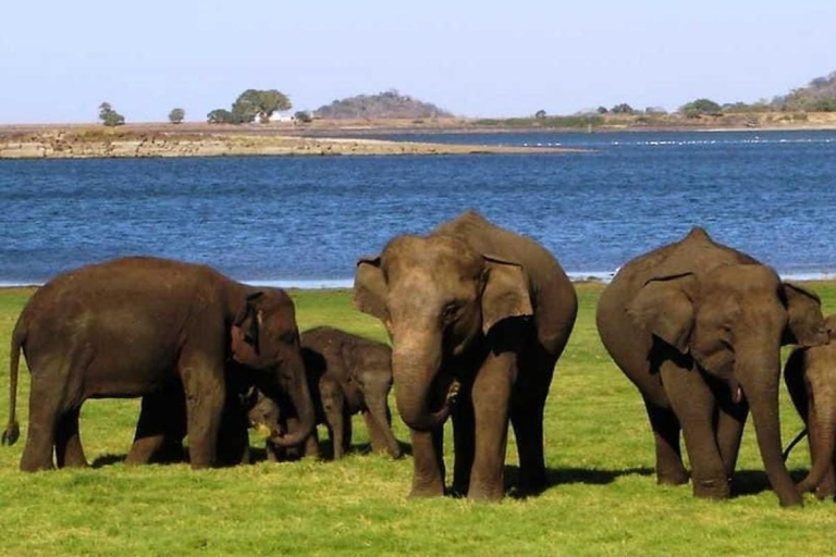 Minneriya National Park Private Safari Tour