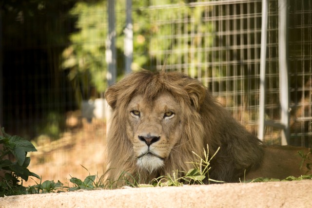 Visit Zoo al Maglio 1-Day Ticket for the Jungle of Ticino in Varese