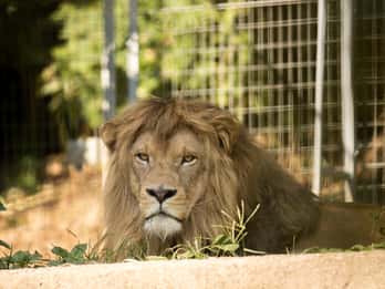 Zoo al Maglio: 1-Day Ticket for the Jungle of Ticino