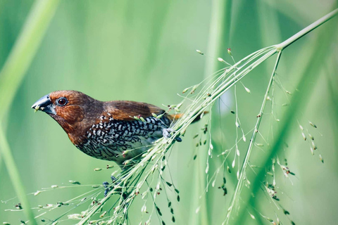 Talangama Wetlands Birdwatching & Local Village Experience