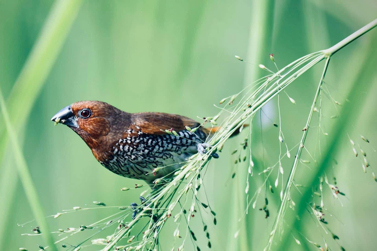 Talangama Wetlands Birdwatching & Local Village Experience